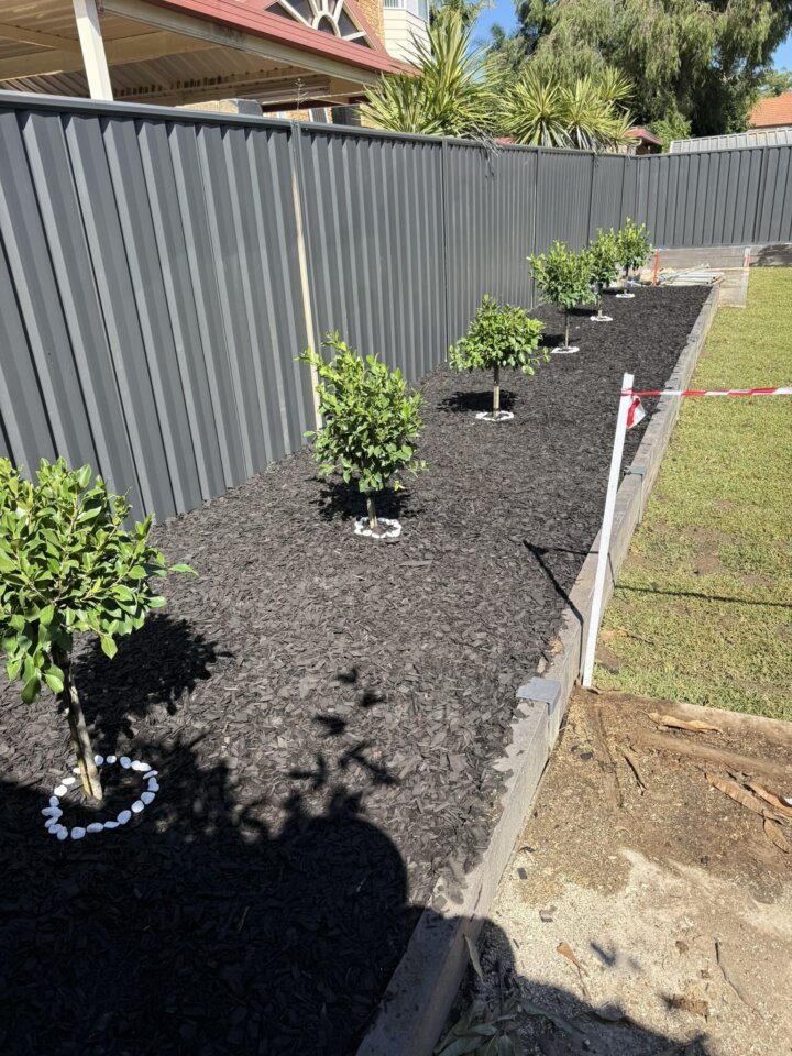 New garden bed along a Colorbond fence: black mulch, concrete edging and fresh plantings